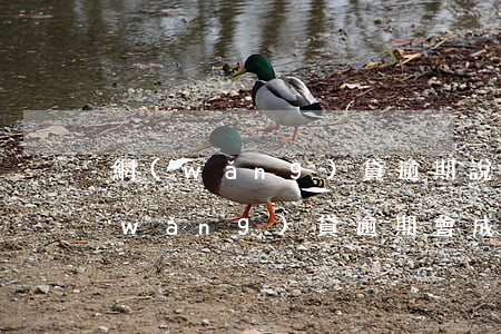 網(wǎng)貸逾期說我是失信人員(網(wǎng)貸逾期會成為失信被執(zhí)行人嗎)