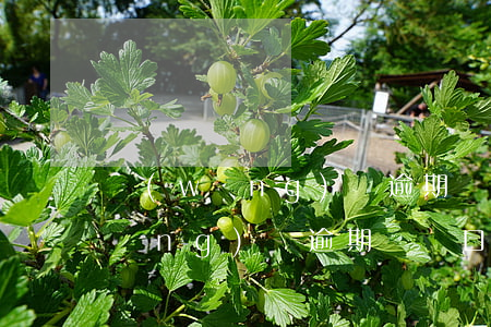 網(wǎng)貸逾期說移交戶籍地(網(wǎng)貸逾期遷戶口有影響嗎)
