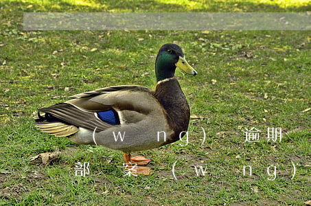 網(wǎng)貸逾期說經(jīng)偵部備案(網(wǎng)貸逾期公安經(jīng)偵大隊(duì)已立案)