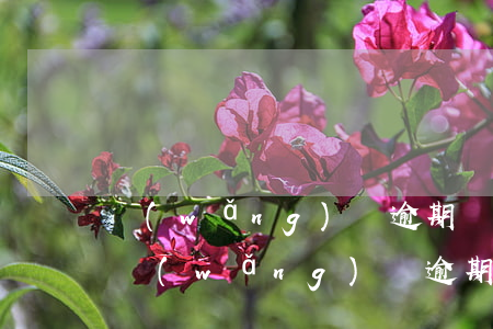 網(wǎng)貸逾期說要二次上征信(如果網(wǎng)貸逾期了再還還是會(huì)在征信報(bào)告上嗎)