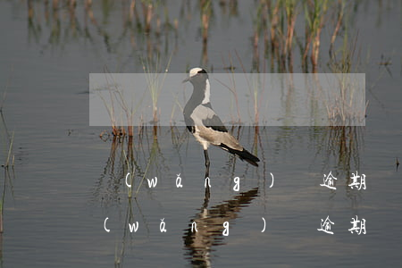 網(wǎng)貸逾期說要到村委會核實(網(wǎng)貸逾期說要到村委會核實是不是嚇唬人)