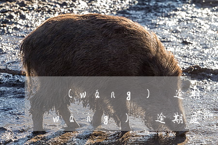 網(wǎng)貸逾期說要開庭怎么辦(網(wǎng)貸逾期庭審)