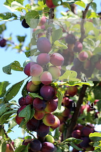 網(wǎng)貸逾期讓帶上戶口本(網(wǎng)貸逾期說要上報戶籍地)