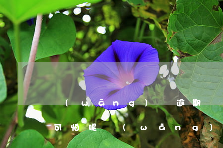 網(wǎng)貸逾期費(fèi)用有多可怕呢(網(wǎng)貸逾期費(fèi)用合法嗎)