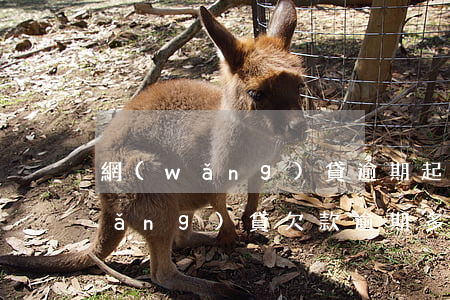 網(wǎng)貸逾期起訴哪里能查(網(wǎng)貸欠款逾期多久可以起訴)
