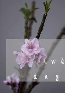 網(wǎng)貸逾期起訴怎么查詢(網(wǎng)貸是否被起訴怎么查詢)