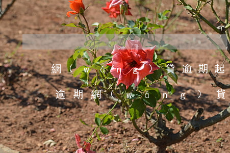 網(wǎng)貸逾期起訴會涉及到親屬嗎(逾期網(wǎng)貸會被起訴嗎)