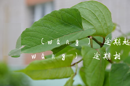 網(wǎng)貸逾期起訴滿足的條件(網(wǎng)貸逾期相關(guān)法律知識(shí))