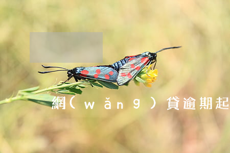 網(wǎng)貸逾期起訴缺席怎么辦
