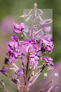 網(wǎng)貸逾期車貸能不能貸(車貸可以逾期嘛)