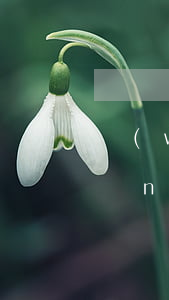 網(wǎng)貸逾期車輛能過戶嗎(網(wǎng)貸逾期名下有車怎么辦)