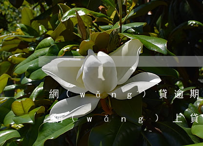 網(wǎng)貸逾期辦車貸有影響嗎(如果網(wǎng)上貸款逾期對(duì)車貸房貸有影響嗎?)