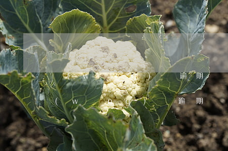 網(wǎng)貸逾期過影響辦信用卡嗎(網(wǎng)貸逾期過影響辦信用卡嗎)