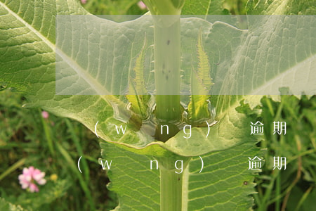 網(wǎng)貸逾期過能申請信用卡嗎(網(wǎng)貸逾期過還能辦理信用卡嗎)