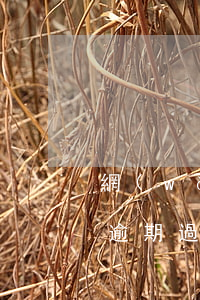 網(wǎng)貸逾期過還能用借唄嗎(借唄逾期過后還能借嗎)