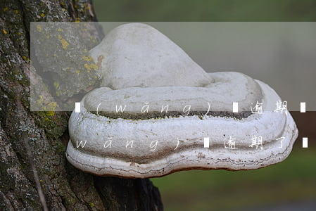 網(wǎng)貸逾期還不了最新消息(網(wǎng)貸逾期了幾天還了不能借了)