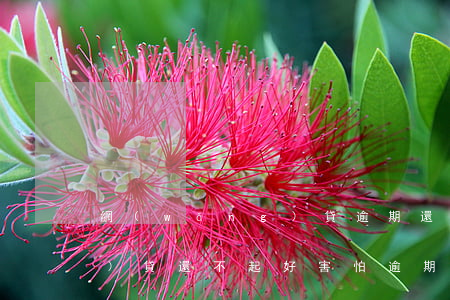 網(wǎng)貸逾期還不了（網(wǎng)貸還不起好害怕逾期）