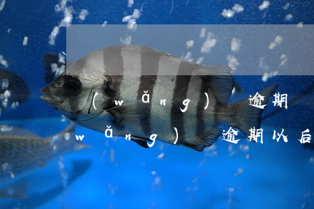 網(wǎng)貸逾期還不起改怎么辦(網(wǎng)貸逾期以后還不上慢慢還可以嗎)