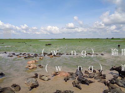 網(wǎng)貸逾期還可以保住信用卡嗎(網(wǎng)貸逾期還了能申請(qǐng)信用卡嗎)