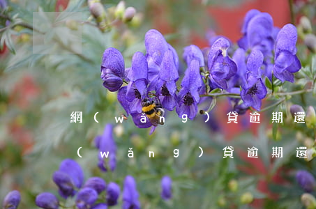 網(wǎng)貸逾期還有能下的口子嗎(網(wǎng)貸逾期還有能下的口子嗎是真的嗎)