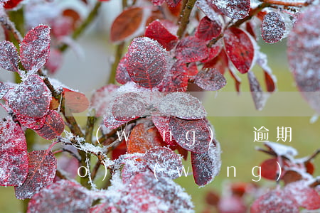 網(wǎng)貸逾期還款幾天上報(bào)(網(wǎng)貸逾期幾天上報(bào)征信)