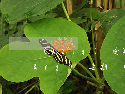 網(wǎng)貸逾期還能找工作嗎(網(wǎng)貸逾期會(huì)影響找工作嗎)