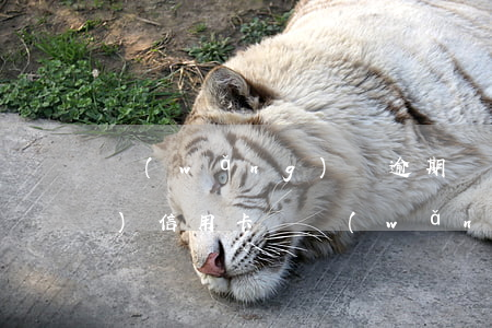 網(wǎng)貸逾期還能申請(qǐng)信用卡嗎(網(wǎng)貸逾期過(guò)還能辦理信用卡嗎)