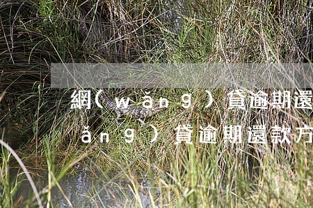 網(wǎng)貸逾期還錢怎么處理(網(wǎng)貸逾期還款方式)