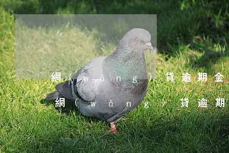 網(wǎng)貸逾期金額多大上征信(哪些網(wǎng)貸逾期上征信)
