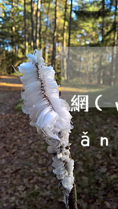 網(wǎng)貸逾期銀行辦理貸款(網(wǎng)貸逾期可以辦理房貸嗎)
