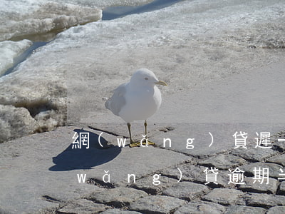 網(wǎng)貸遲一天還算不算逾期(網(wǎng)貸逾期半天算逾期嗎)