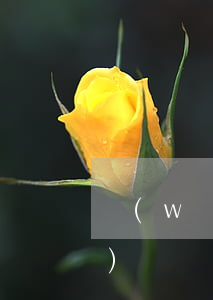 網(wǎng)貸還不上案例(網(wǎng)貸還不起案例)
