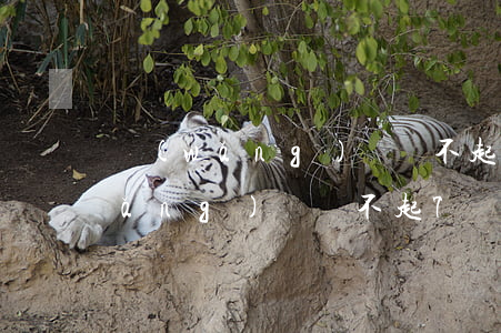網(wǎng)貸還不起7萬會怎樣（網(wǎng)貸還不起7萬）