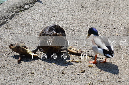 網(wǎng)貸還不起了可以協(xié)商慢慢還的嗎-網(wǎng)貸還不起怎么協(xié)商