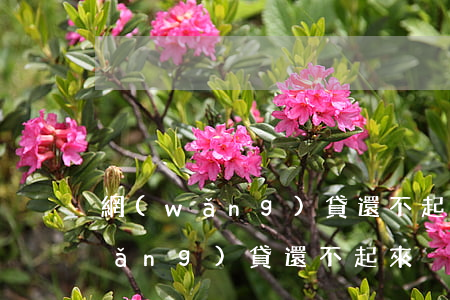 網(wǎng)貸還不起備受煎熬-網(wǎng)貸還不起來