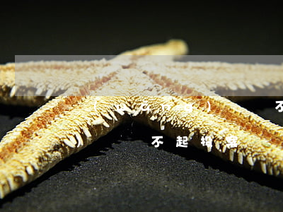 網(wǎng)貸還不起投案(網(wǎng)貸還不起投案)