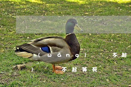 網(wǎng)貸還不起等死 網(wǎng)貸還不起等死