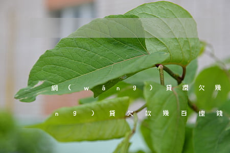 網(wǎng)貸還欠幾百塊不還(網(wǎng)貸欠款幾百塊錢會怎么樣)