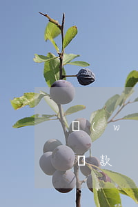 網(wǎng)貸還款日不扣款要求我手動還款