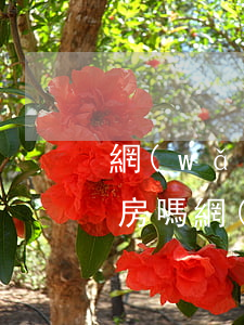 網(wǎng)貸還款逾期會(huì)收房嗎(網(wǎng)貸都逾期了以后還清了可以貸款買房嗎)