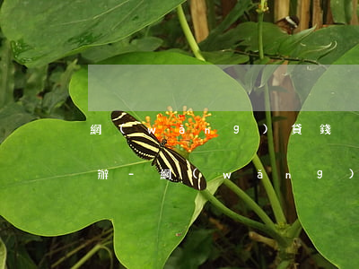 網(wǎng)貸錢沒到賬下期要還款怎么辦-網(wǎng)貸錢沒到賬下期要還款怎么辦呢