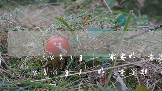 網(wǎng)貸需要非惡意逾期證明(網(wǎng)貸非惡意逾期證明怎么開)
