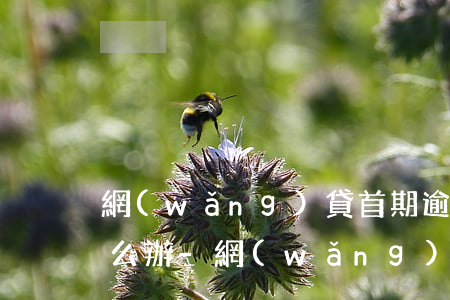 網(wǎng)貸首期逾期了暫時還不上怎么辦-網(wǎng)貸首期逾期了暫時還不上怎么辦