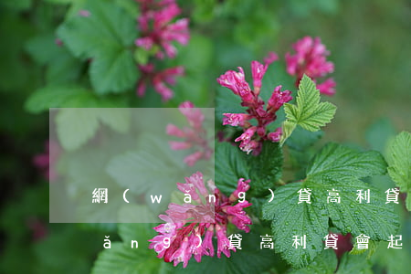 網(wǎng)貸高利貸會被起訴嗎(網(wǎng)貸高利貸會起訴借款人嗎?)