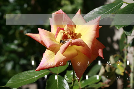 網(wǎng)賭欠了網(wǎng)貸四十多萬怎么辦(網(wǎng)賭欠網(wǎng)貸幾十萬怎么辦)