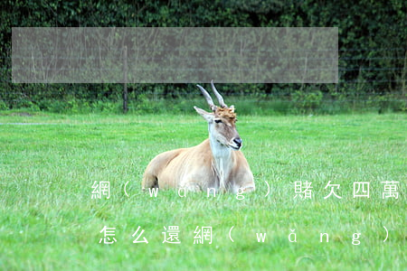 網(wǎng)賭欠四萬網(wǎng)貸怎么還(網(wǎng)賭欠了4萬我該怎么辦)