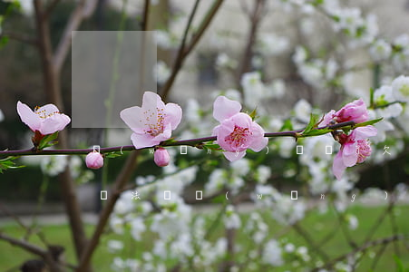 網(wǎng)賭輸了欠網(wǎng)貸無法還(網(wǎng)賭欠下的網(wǎng)貸)