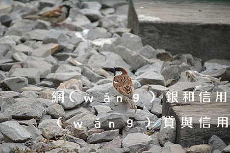 網(wǎng)銀和信用卡一樣能透支嗎(網(wǎng)貸與信用卡有關(guān)聯(lián)嗎)