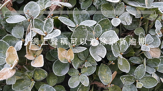 網上聲稱可以消除網貸逾期