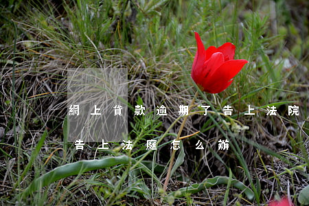網上貸款逾期了告上法院怎么辦(網貸逾期被告上法庭怎么辦)